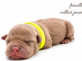 10 chiots American Bully non LOF à réserver