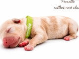 10 chiots American Bully non LOF à réserver