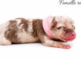10 chiots American Bully non LOF à réserver
