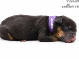 10 chiots American Bully non LOF à réserver