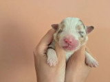5 chiots Berger Américain Miniature LOF nés juin 2026 à réerver