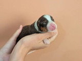 5 chiots Berger Américain Miniature LOF nés juin 2026 à réerver