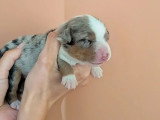 5 chiots Berger Américain Miniature LOF nés juin 2026 à réerver