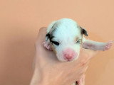 5 chiots Berger Américain Miniature LOF nés juin 2026 à réerver