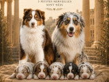 5 chiots Berger Américain Miniature LOF nés juin 2026 à réerver