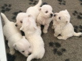 Chiots Westie LOF à vendre