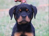 Chiots de race Rottweiler LOF à vendre (1 femelle & 3 mâles)