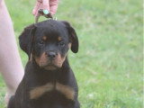 Chiots de race Rottweiler LOF à vendre (1 femelle & 3 mâles)