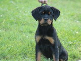 Chiots de race Rottweiler LOF à vendre (1 femelle & 3 mâles)