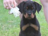 Chiots de race Rottweiler LOF à vendre (1 femelle & 3 mâles)