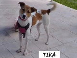 Tika, jeune chienne de 2 ans à adopter en association