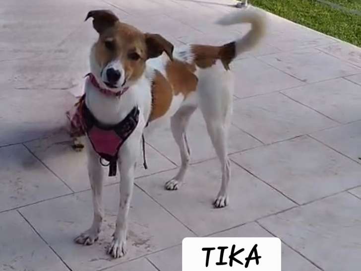 Tika, jeune chienne de 2 ans à adopter en association
