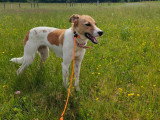 Tika, jeune chienne de 2 ans à adopter en association