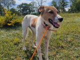 Tika, jeune chienne de 2 ans à adopter en association