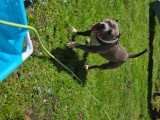Chien American Bully standard à vendre