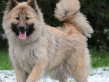 Femelle adulte Eurasier LOF à vendre