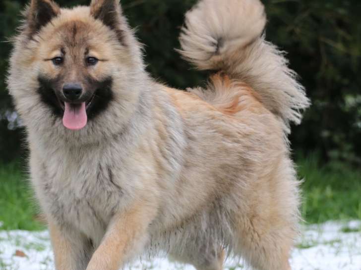 Femelle adulte Eurasier LOF à vendre