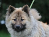 Femelle adulte Eurasier LOF à vendre