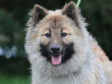 Femelle adulte Eurasier LOF à vendre