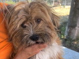 Léon, petit chien de 9 kg à adopter en association
