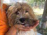 Léon, petit chien de 9 kg à adopter en association