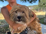 Léon, petit chien de 9 kg à adopter en association