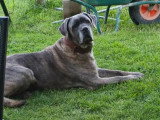 Brutus, Cane Corso adulte à donner