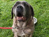 Brutus, Cane Corso adulte à donner