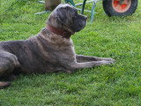 Brutus, Cane Corso adulte à donner