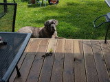 Brutus, Cane Corso adulte à donner