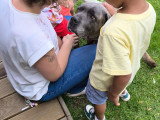 Brutus, Cane Corso adulte à donner