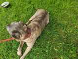 Brutus, Cane Corso adulte à donner