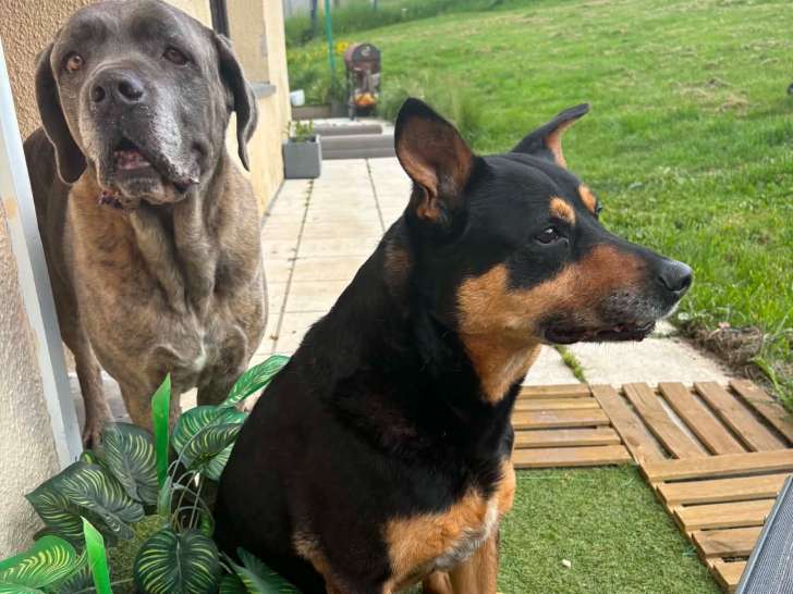 Brutus et Bob à donner