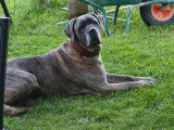 Brutus et Bob à donner