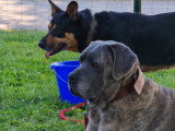 Brutus et Bob à donner