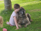 Brutus et Bob à donner