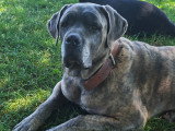 Brutus et Bob à donner