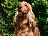 Magnifique femelle Cocker Anglais LOF fauve à vendre