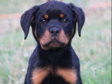 4 chiots Rottweiler LOF nés en mars 2026 à vendre