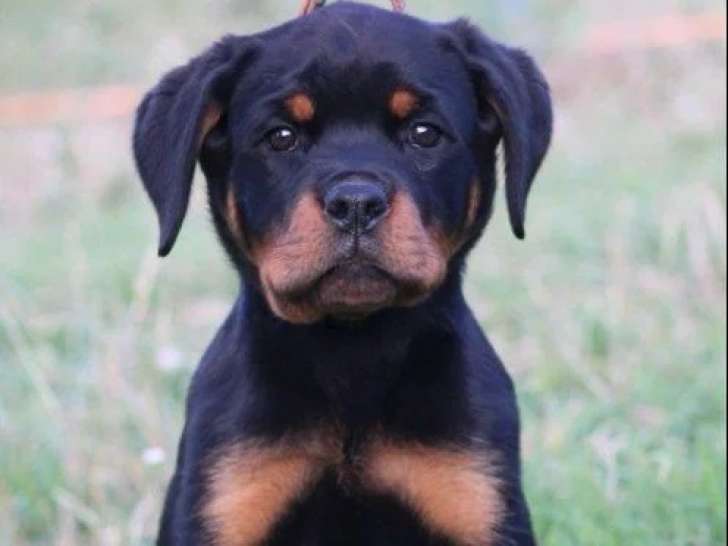 4 chiots Rottweiler LOF nés en mars 2026 à vendre