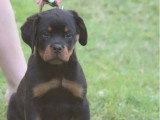 4 chiots Rottweiler LOF nés en mars 2026 à vendre
