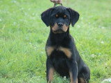 4 chiots Rottweiler LOF nés en mars 2026 à vendre