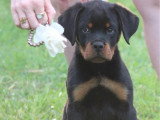 4 chiots Rottweiler LOF nés en mars 2026 à vendre