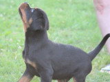 4 chiots Rottweiler LOF nés en mars 2026 à vendre