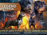 4 chiots Rottweiler LOF nés en mars 2026 à vendre