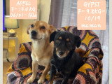Appel et Gipsy, chiens de 5 et 7 ans à adopter en association