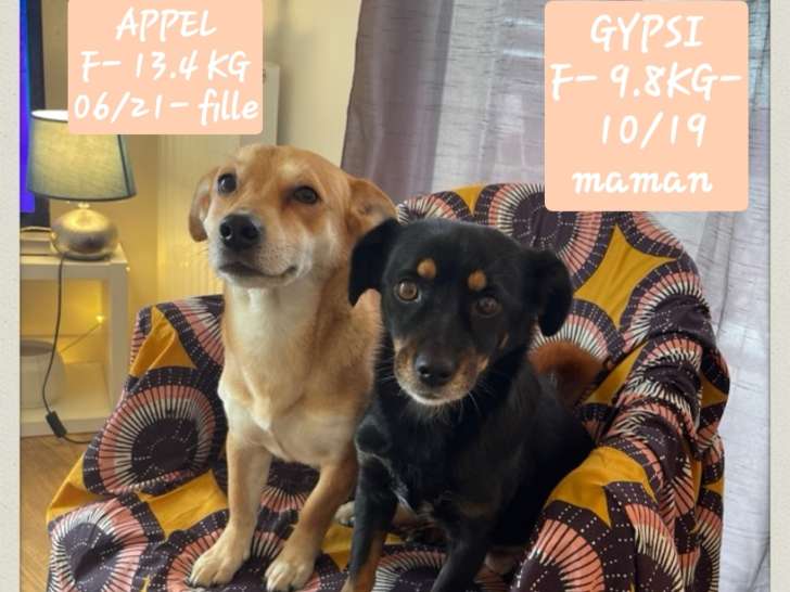 Appel et Gipsy, chiens de 5 et 7 ans à adopter en association