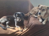 Appel et Gipsy, chiens de 5 et 7 ans à adopter en association