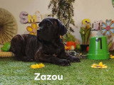 Chiots Cane Corso à vendre