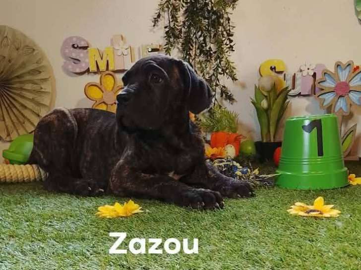 Chiots Cane Corso à vendre